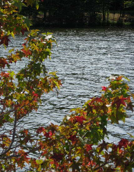 Plainsboro Preserve Lake and Woods